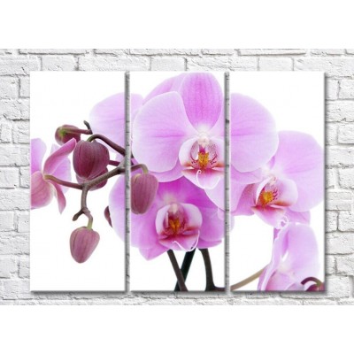 Pictură Magic Color Twigs of a pink orchid with large flowers and buds (500239)