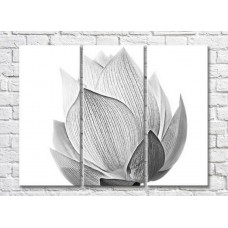 Картина Magic Color Water lily in black and white style (3448881)