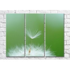 Картина Magic Color Dandelion villus on green background (500241)