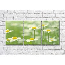 Картина Magic Color Tall chamomile flowers on a green background (500243)