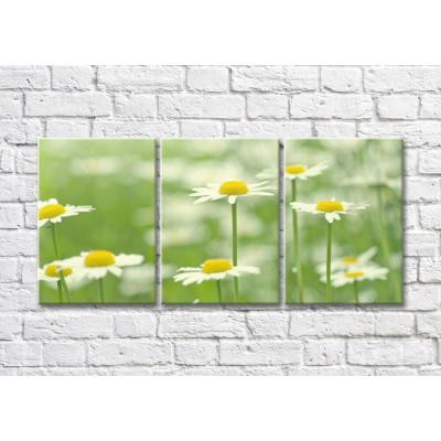 Картина Magic Color Tall chamomile flowers on a green background (500243)