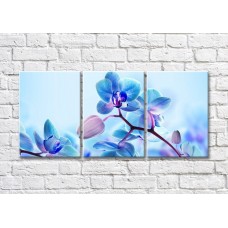 Картина Magic Color Blue orchid flowers and buds (500249)