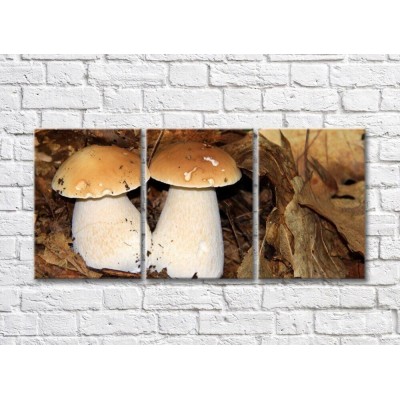 Pictură Magic Color Two porcini mushrooms on a brown background of wilted foliage (500251)