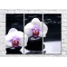 Pictură Magic Color Two white orchid flowers on wet black stones (500252)