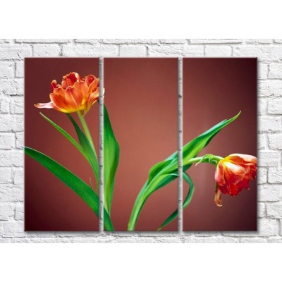 Картина Rainbow Two tulips with lush flowers (500257)