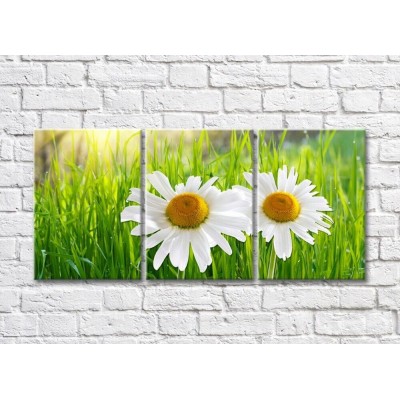 Картина Rainbow Two chamomile flowers on a background of grass (500259)