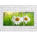 Картина Rainbow Two chamomile flowers on a background of grass (500259)