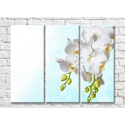 Картина Rainbow Two branches of white orchids on a blue background (500261)