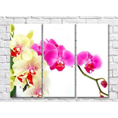 Картина Rainbow Two branches of colorful orchids on a white background (500262)