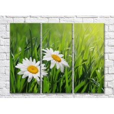 Картина Rainbow Two daisies on a background of grass (500266)