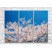 Картина Rainbow Sakura tree against blue sky background (500271)