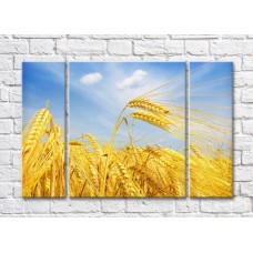 Pictură Rainbow Yellow wheat field against blue sky background (500275)