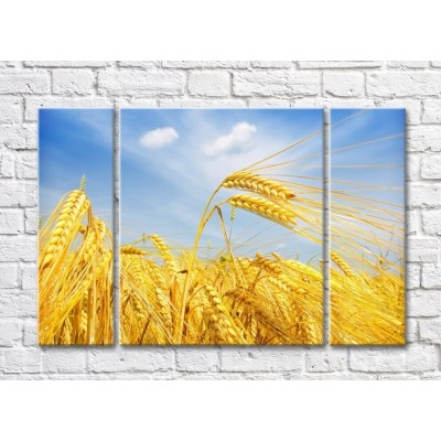 Pictură Rainbow Yellow wheat field against blue sky background (500275)