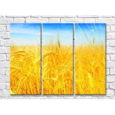 Pictură Rainbow Yellow wheat field against the sky (500276)