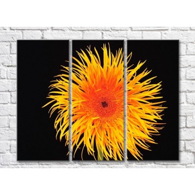 Картина Rainbow Yellow orange flower on a black background (500280)