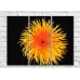 Картина Rainbow Yellow orange flower on a black background (500280)