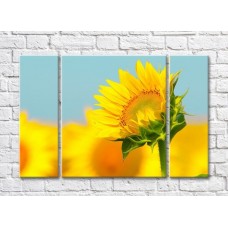 Pictură Rainbow Bright sunflower on a Yellow/Blue background (500843)