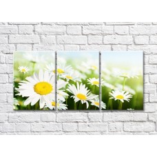 Pictură Rainbow Bright daisies against a flower field (500842)