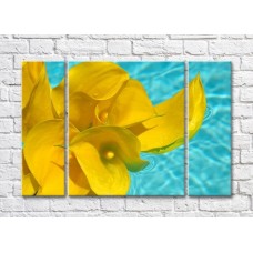 Pictură Rainbow Yellow calla lilies on blue water background (500286)