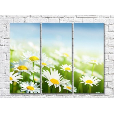 Pictură Rainbow Bright daisies on a Sky background (500841)