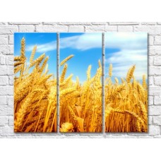 Pictură Rainbow Yellow ears of wheat against the blue sky (500288)