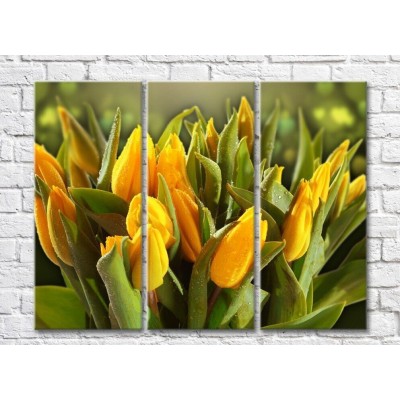 Pictură Rainbow Yellow tulips and green leaves (500293)