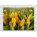 Pictură Rainbow Yellow tulips and green leaves (500293)