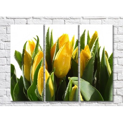 Pictură Rainbow Yellow tulips and green leaves on a white background (500292)