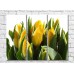 Pictură Rainbow Yellow tulips and green leaves on a white background (500292)