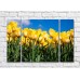 Pictură Rainbow Yellow tulips against the sky (500296)