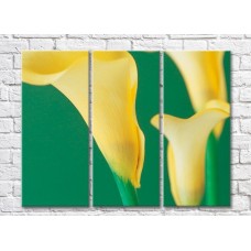 Картина Rainbow Yellow calla flowers on a green background (500297)