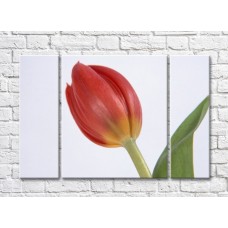 Картина Rainbow Indoor red tulip flower (500302)