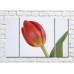 Pictură Rainbow Indoor red tulip flower (500302)