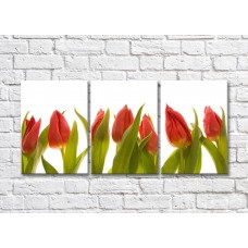 Картина Rainbow Pointed flowers of red tulips (500303)