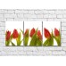 Картина Rainbow Pointed flowers of red tulips (500303)