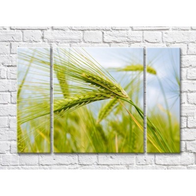 Картина Rainbow Green ears of wheat (500312)