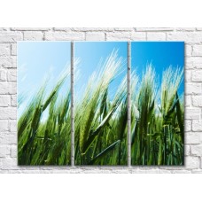 Картина Rainbow Green ears of wheat on a blue sky background (500311)