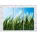 Картина Rainbow Green ears of wheat on a blue sky background (500311)