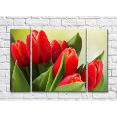 Картина Rainbow Green leaves and large flowers of red tulips with dew (500313)