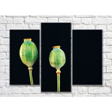 Картина Rainbow Green poppy pods on black background (500316)