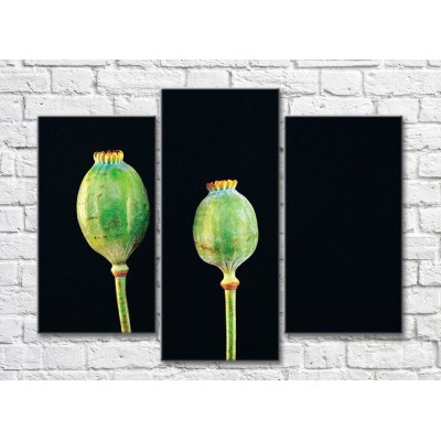 Pictură Rainbow Green poppy pods on black background (500316)