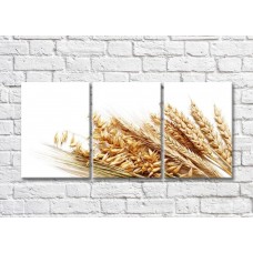 Картина Rainbow Wheat grains and ears of wheat on a white background (500321)