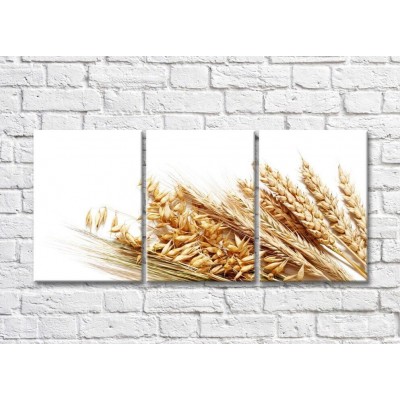 Pictură Rainbow Wheat grains and ears of wheat on a white background (500321)