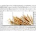 Pictură Rainbow Wheat grains and ears of wheat on a white background (500321)