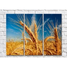 Картина Rainbow Ripe ears of wheat against blue sky background (500322)