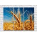 Картина Rainbow Ripe ears of wheat against blue sky background (500322)