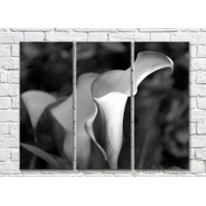 Pictură Rainbow Black and White calla lilies (3448927)