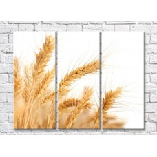 Pictură Rainbow Wheat ears on white background (500324)