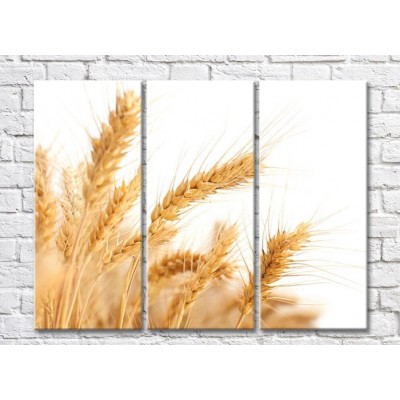 Картина Rainbow Wheat ears on white background (500324)