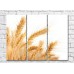 Картина Rainbow Wheat ears on white background (500324)